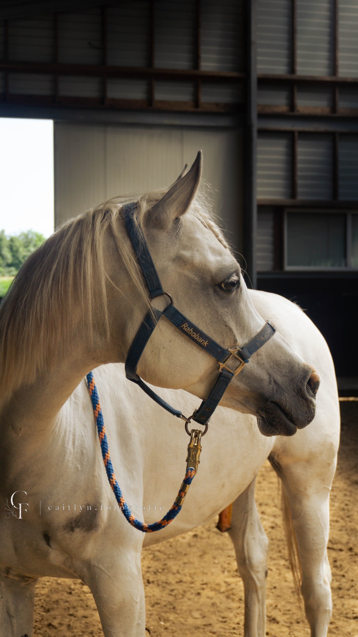 Paardenportret