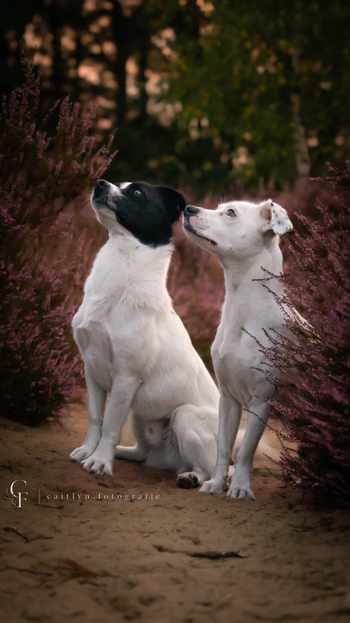 Twee honden samen tussen de heide