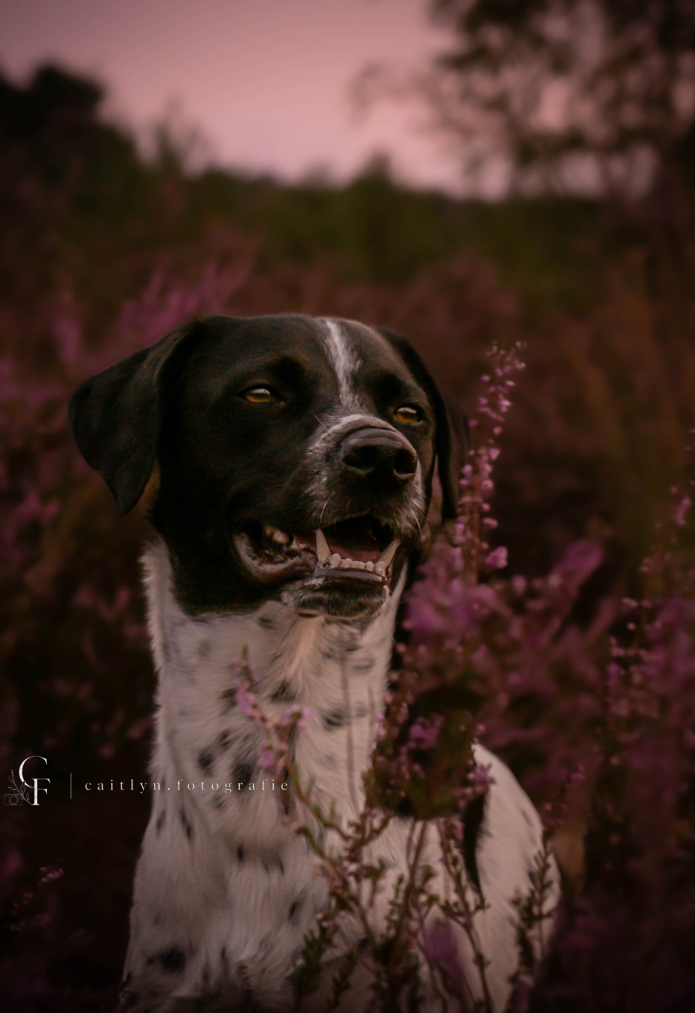 Portret van hond tussen paarse heide