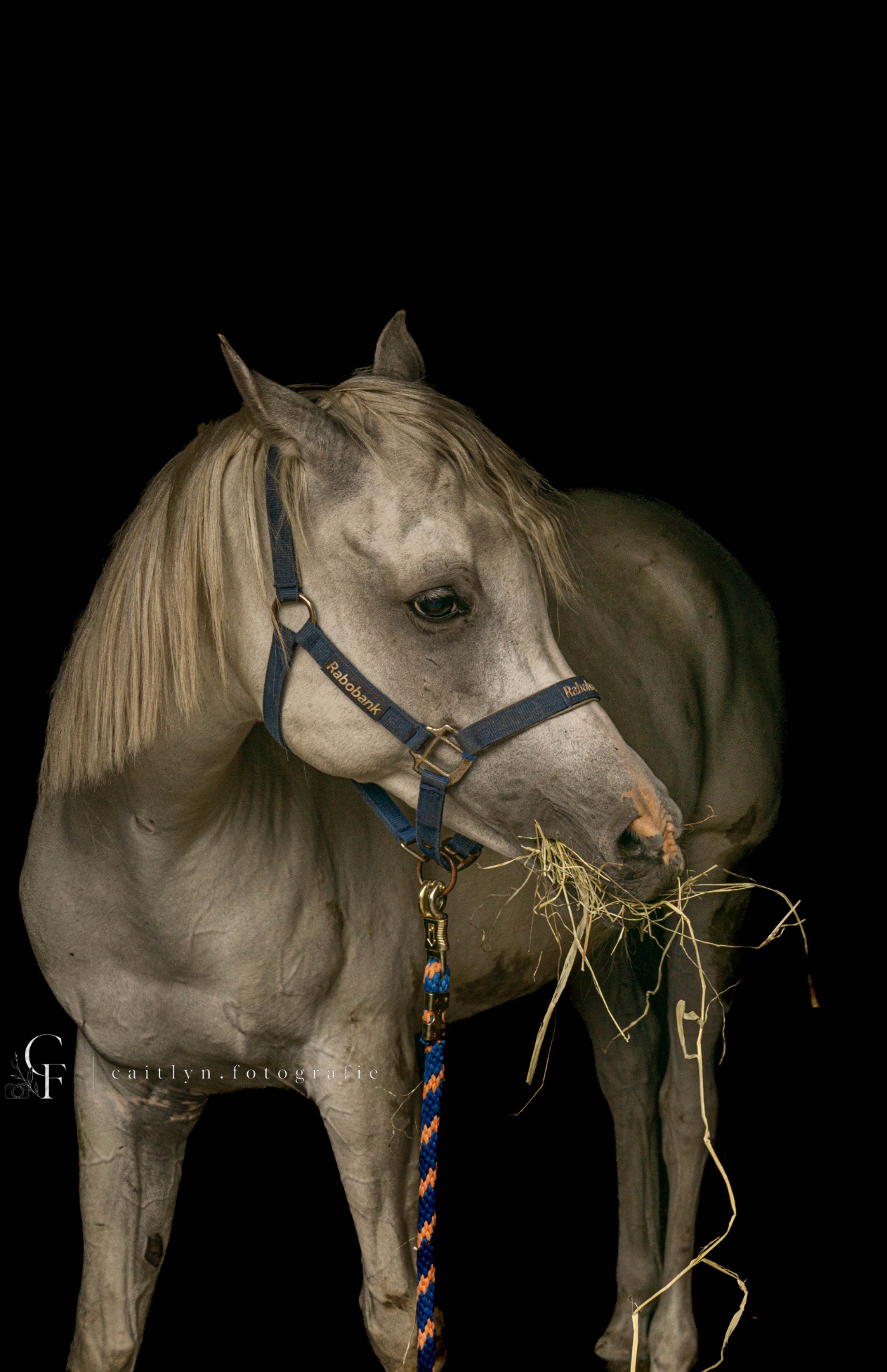 Black foto van paard